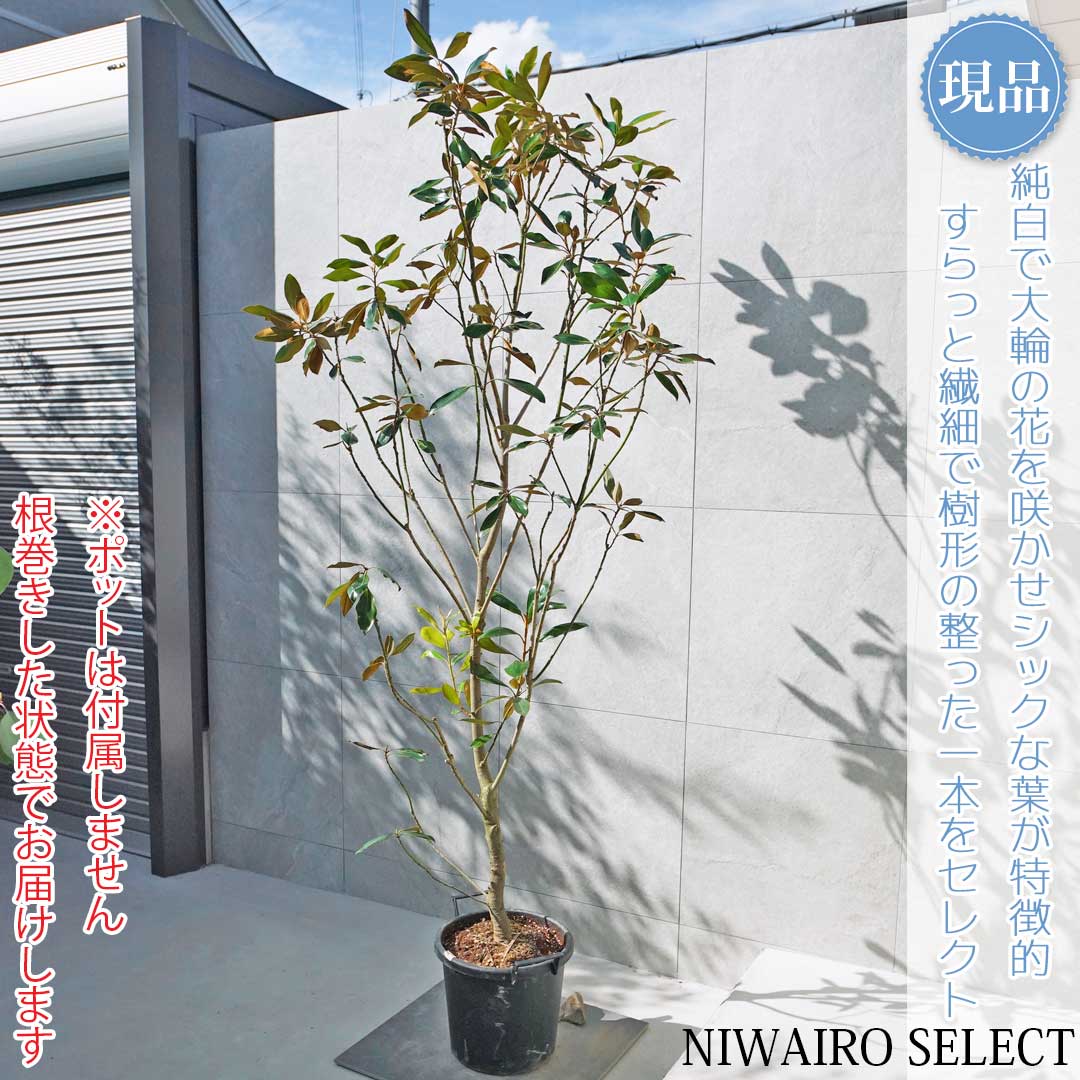 楽天市場】【現品】【リトルジェム】タイサンボク 矮性 自然風樹形