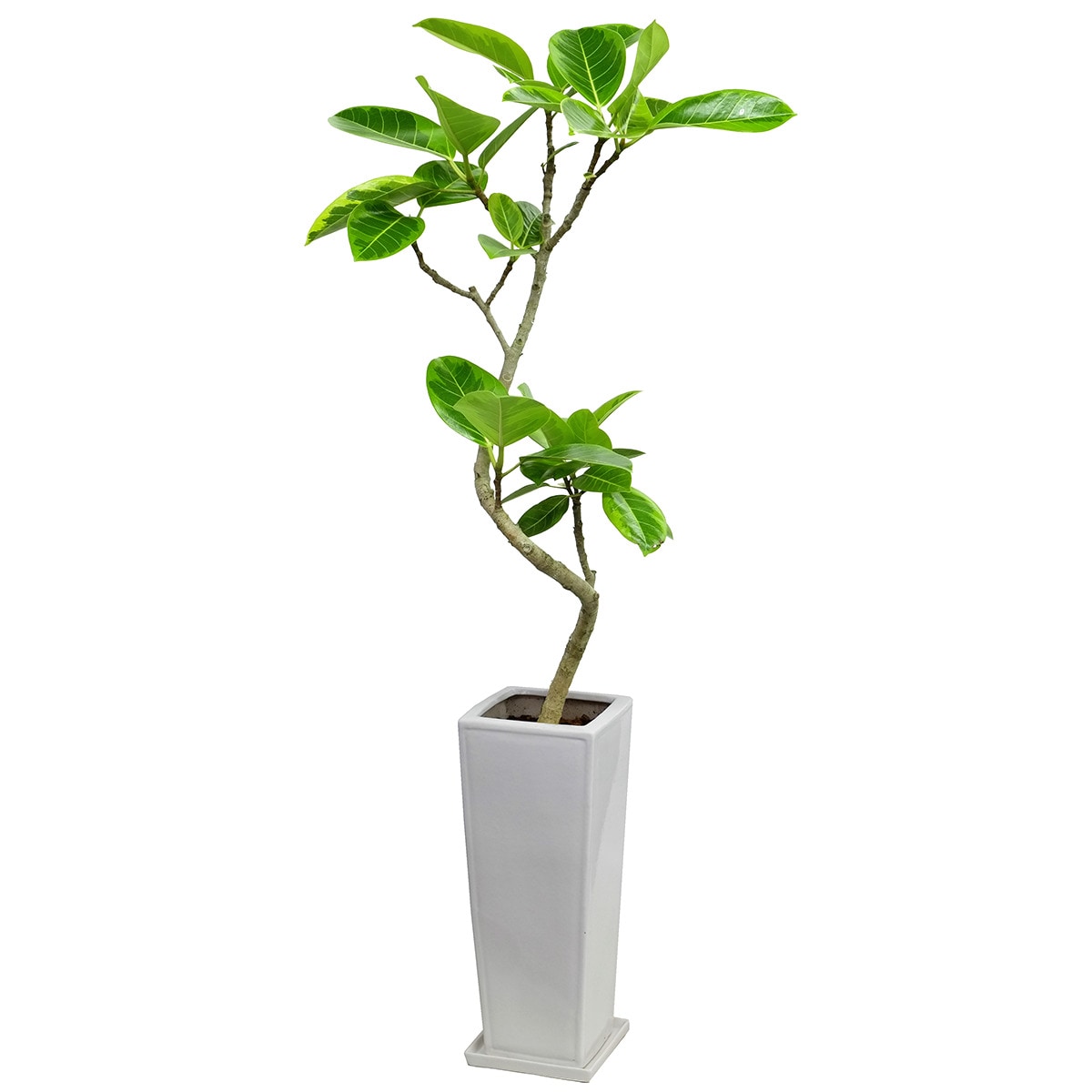 楽天市場】【観葉植物】フィカス「アルテシマ」 曲付・陶器鉢仕立