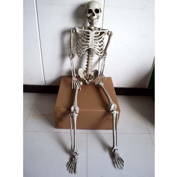 楽天市場】☆等身大サイズ☆ リアルな見た目 人体模型 骨格標本 約