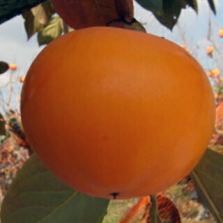 楽天市場】柿 太豊の通販