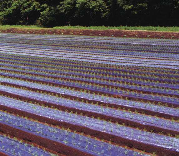 楽天市場】黒ホールマルチ幅130cm×長さ200m×孔60mm規格3330(穴あき