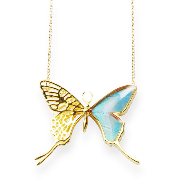 楽天市場】【スーパーセール◇10%OFF】[ゼフィリティスモルフォ] 本物