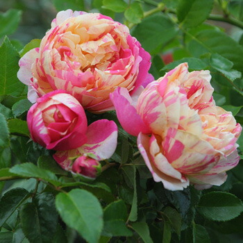 楽天市場】エドゥアール・マネ（大苗）7号鉢植え デルバール（Delbard