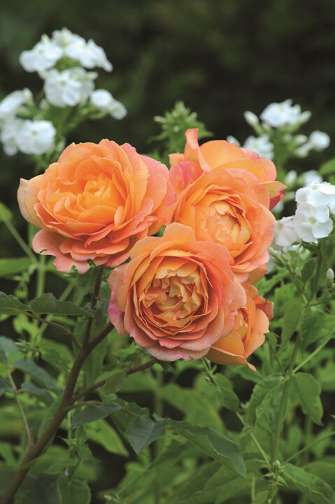 楽天市場】レディ・オブ・シャーロット（Ausnyson）（大苗）7号鉢植え