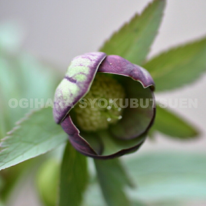 楽天市場】クリスマスローズ アトロルーベンス 開花苗 : おぎはら植物園