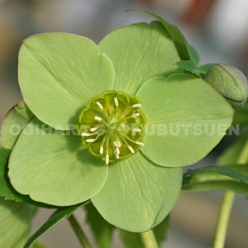 楽天市場】クリスマスローズ グリーン系（シングル）大苗 : おぎはら植物園