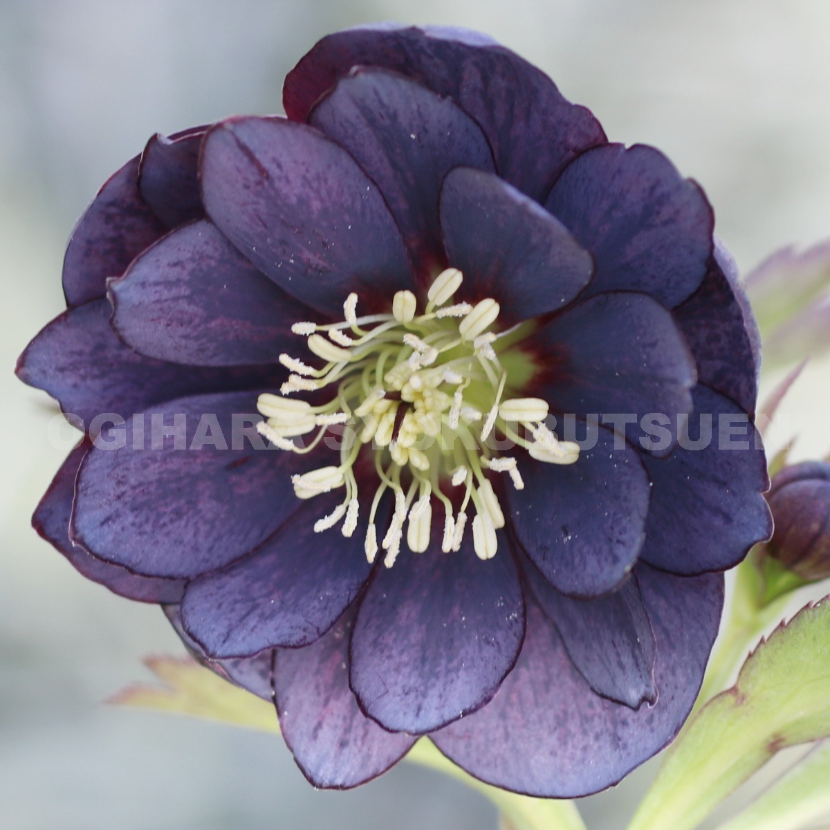 楽天市場】クリスマスローズ スモーキー ブルー ダブル 大苗 : お