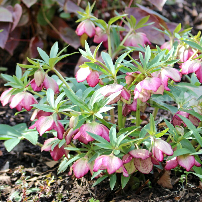 楽天市場】クリスマスローズ 'プチドール・彩（あや）'（メリクロン