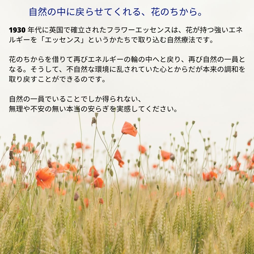 楽天市場】BOOST ブースト 強化 オーストラリアンブッシュ