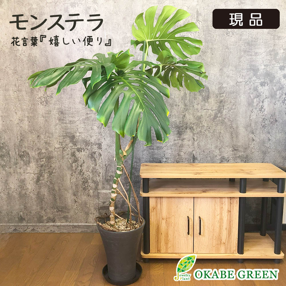 人気！根上り モンステラ デリシオーサ (現品) 癒し空間8号 人気