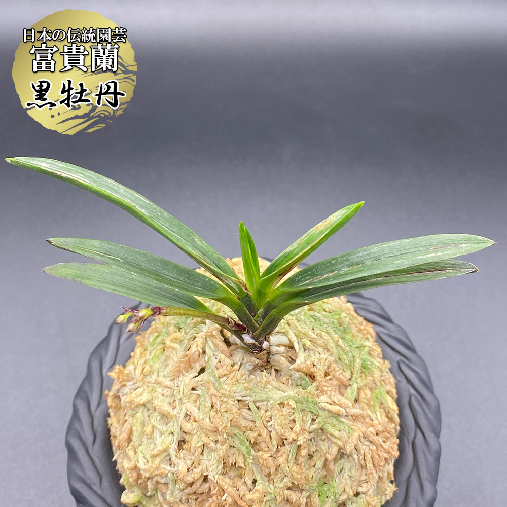 楽天市場】富貴蘭 黒牡丹 【現品】 こくぼたん 1本立 T705 フウキラン