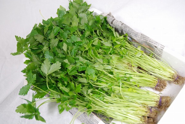 楽天市場】＜箱売り＞ 三つ葉（みつば） 1箱（20束入り） 福岡産＜業務