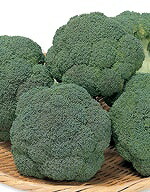 ブロッコリー種子 ピクセル コート種子5000粒×2ケ ブロッコリー種子