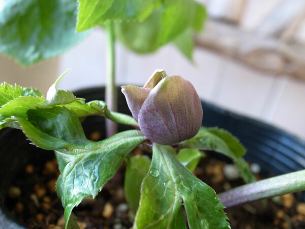 楽天市場】クリスマスローズ原種・プルプラセンス苗/販売/通販/種類