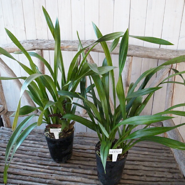 楽天市場】ニホンミツバチ誘引蘭 東洋蘭 ミスマフェット 5号サイズ