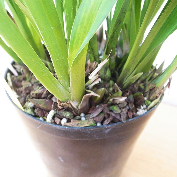 楽天市場】ニホンミツバチ誘引蘭 東洋蘭 ミスマフェット 5号サイズ