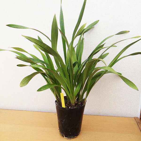 楽天市場】ニホンミツバチ誘引蘭 東洋蘭 ミスマフェット 5号サイズ