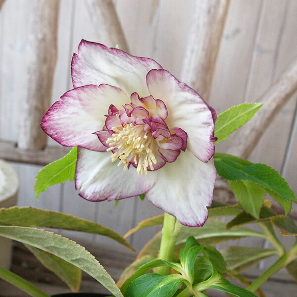 楽天市場】クリスマスローズ セミダブル 開花株 ホワイトゴールド