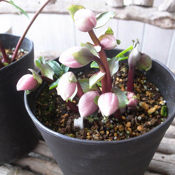 楽天市場】クリスマスローズ ピンクニゲル 花芽付き 4.5号鉢 広瀬園芸