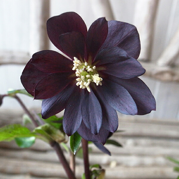 楽天市場】クリスマスローズ ダブル 開花株 チョコブラック 3.5号 現品