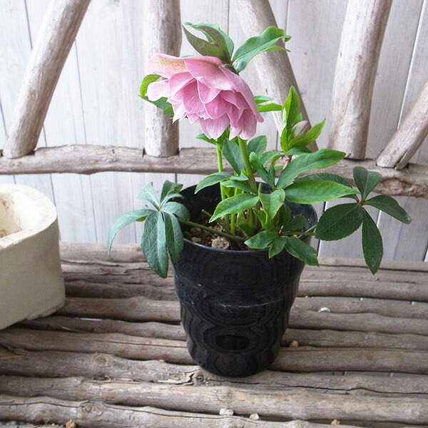 楽天市場】クリスマスローズ ダブル 開花株 スプレーピンク 5号 現品