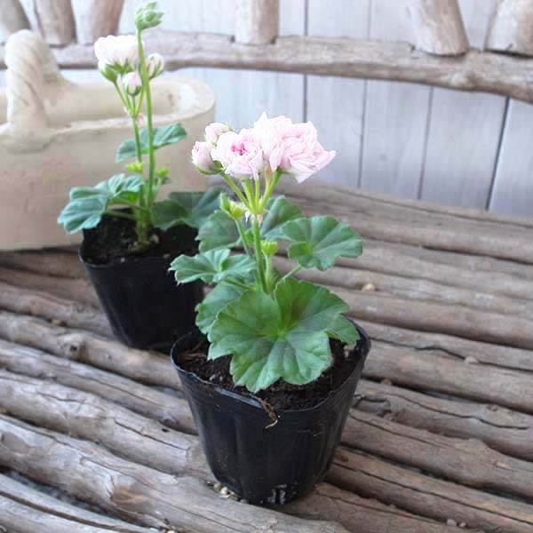 楽天市場】八重咲ゼラニューム ミルフィーユローズ 苗 ゼラニウム 淡い