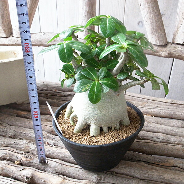 a73 アデニウム ドワーフ アラビカム タコ足 アデニウム ドワーフ タコ