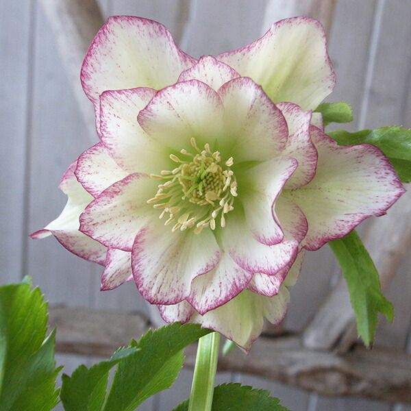 010 クリスマスローズ 開花株 dd小輪ライムグリーン 010 クリスマス