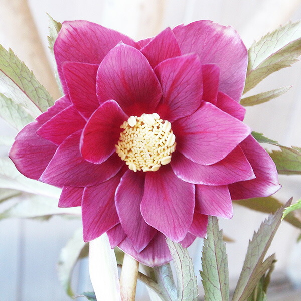 蒼ララ様ご購入苗㉖-139㉖-216クリスマスローズ 楽天市場】クリスマス