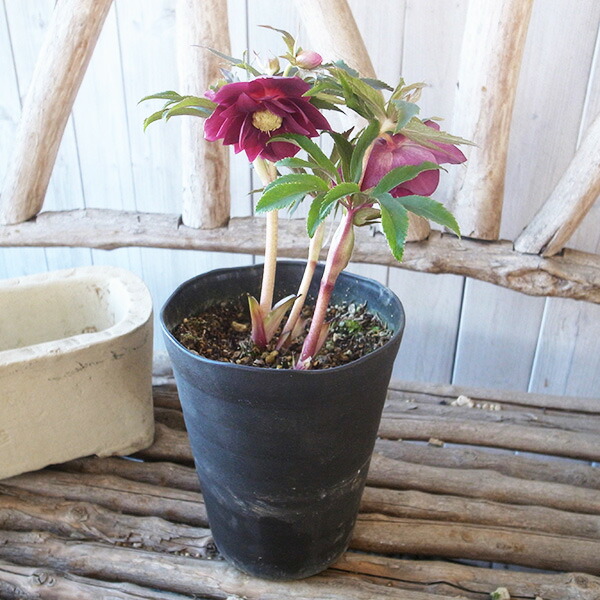 楽天市場】クリスマスローズ ダブル 開花株 艶レッドオーレア白ピコ 5