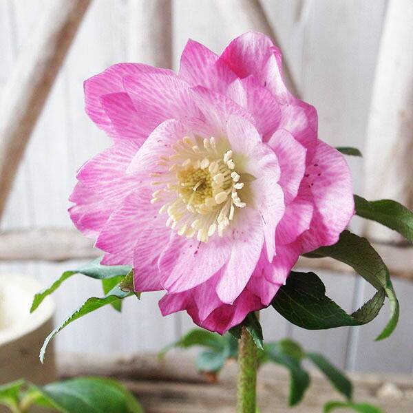 楽天市場】クリスマスローズ ダブル 開花株 ピンクグラデーション 5号