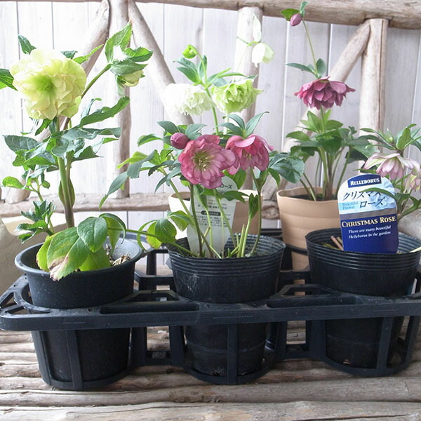 楽天市場】クリスマスローズ ダブル 開花株 5株セット 現品 2025年3月4