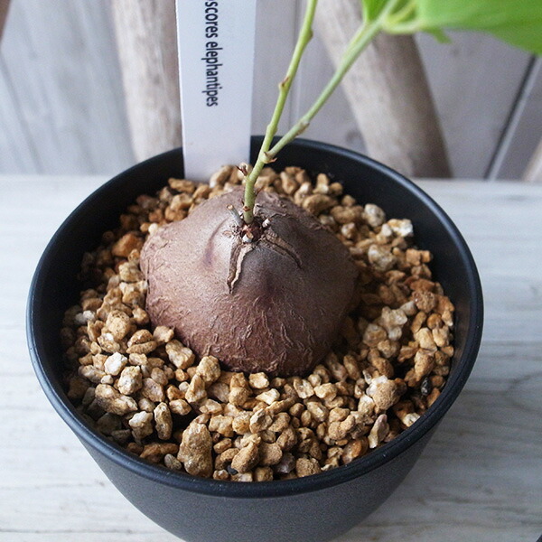 楽天市場】アフリカ亀甲竜（アフリカキッコウリュウ） 3.5号サイズ