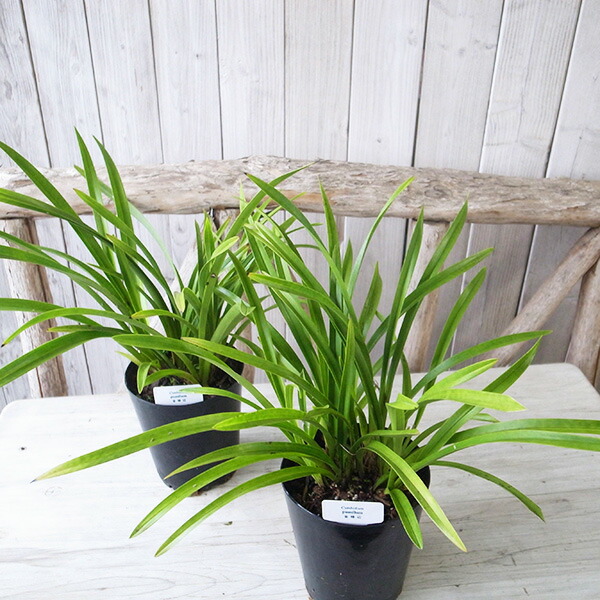 キンリョウヘン 白花 3鉢 日本蜜蜂 誘引 ショップ 4寸。「花芽合計20