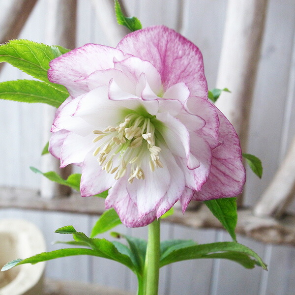 楽天市場】クリスマスローズ ダブル 開花株 ほお紅ピコティ 4.5号 現品