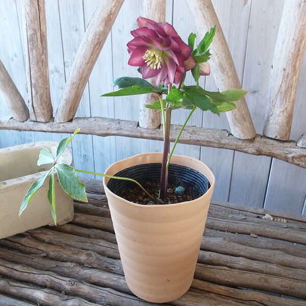 楽天市場】クリスマスローズ ダブル 開花株 レッドグリーンバイカラー