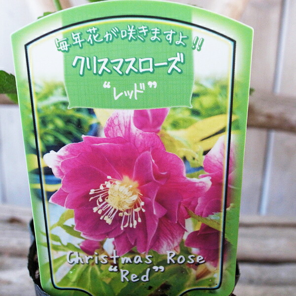 楽天市場】クリスマスローズ レッド ダブル苗 : 母の日 花