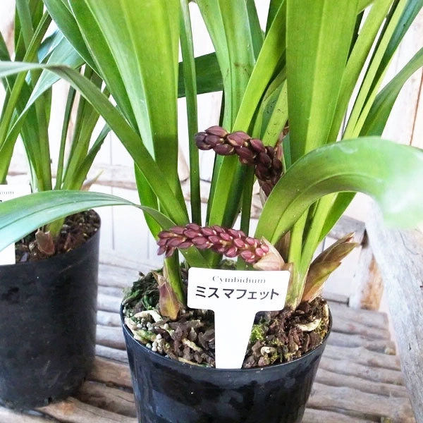 楽天市場】ニホンミツバチ誘引蘭 CYM ミスマフェット 4号サイズ