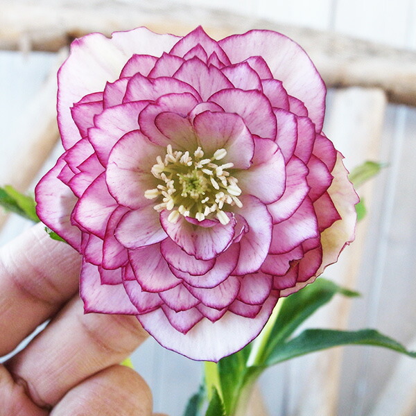 楽天市場】クリスマスローズ ダブル 開花株 ホワイトピコティ微ベイン