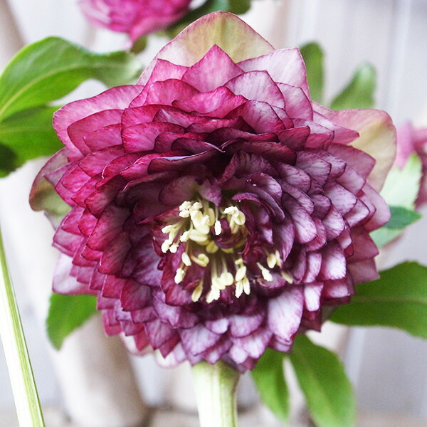 楽天市場】クレマチスアーマンディ アップルブロッサム 大苗 甘い香り