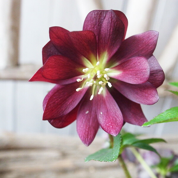 楽天市場】ニホンミツバチ誘引蘭 CYM ミスマフェット 4号サイズ