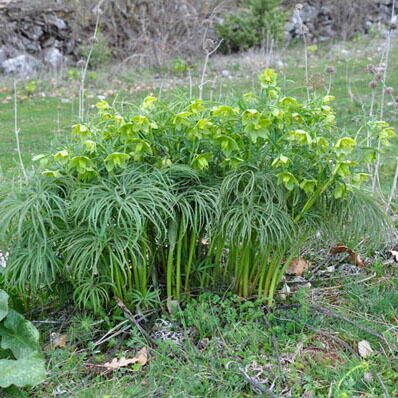 楽天市場】珍しい クリスマスローズ原種 ムルチフィダス