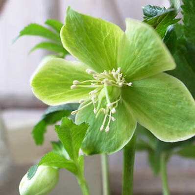 楽天市場】珍しい クリスマスローズ原種 リグリクス苗/販売/通販/種類