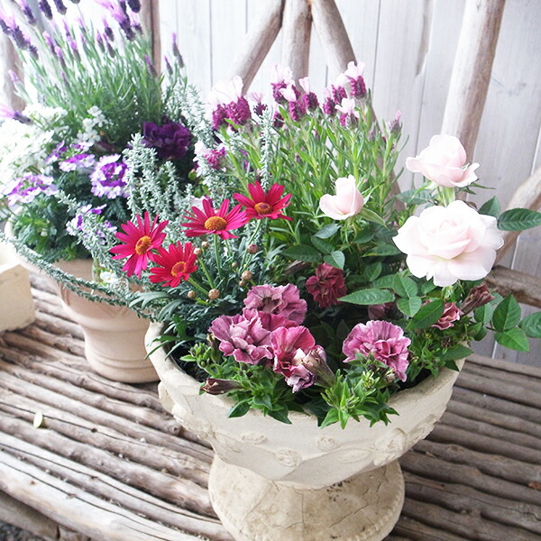 楽天市場】クリスマスローズ チベタヌス 花苗 原種クリスマスローズ