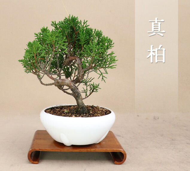 楽天市場】糸魚川真柏 小品サイズ盆栽（素材）プラ鉢【いよじ園