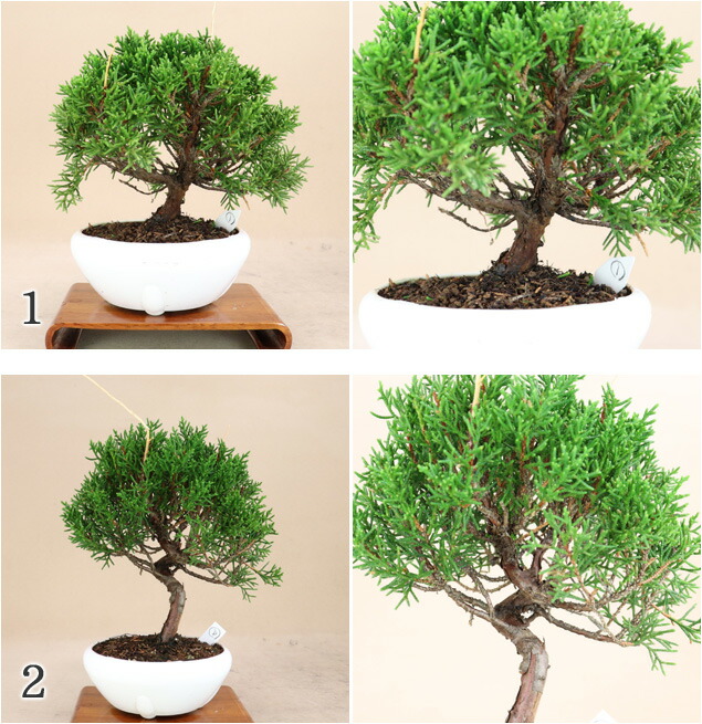 楽天市場】糸魚川真柏 小品サイズ盆栽（素材）プラ鉢【いよじ園