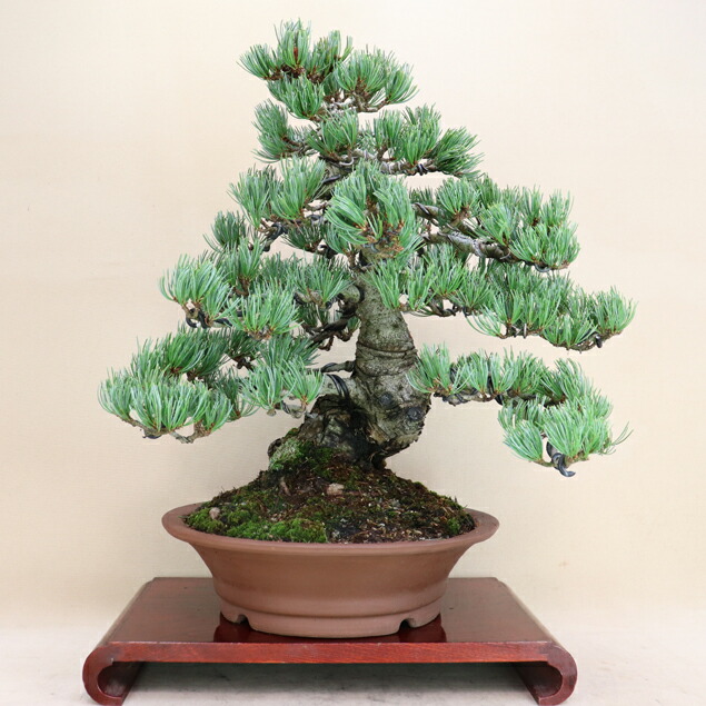 gyo100.jpg?fitin=272:272