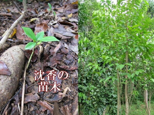 楽天市場】台湾輸出用 ベトナム産高級栽培沈香 5g サンプル 量り売り