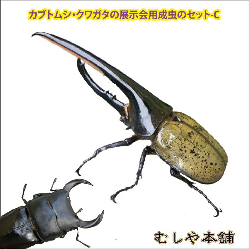 楽天市場】むしや本舗 カブトムシ・クワガタの展示会用成虫のセット-C