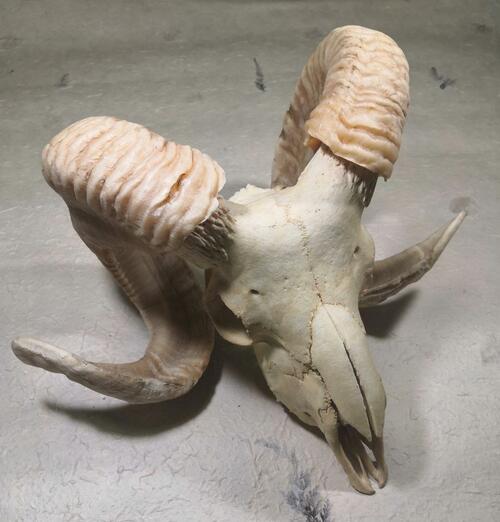 楽天市場】羊頭骨 角 標本 オブジェ 絵のモチーフ 壁掛け トロフィー